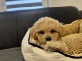 Maltipoo mergytė - nuotraukos Nr. 3