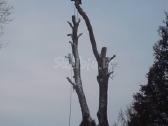 Pigiausias medziu pjovimas,genejimas | Skelbiu.lt Pigiausias medziu pjovimas,genejimas