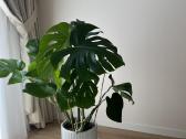 Monstera