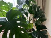 Monstera - nuotraukos Nr. 2