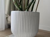 Monstera - nuotraukos Nr. 3