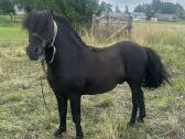 Parduodamas 8 metu poni eržiliukas