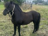 Parduodamas 8 metu poni eržiliukas - nuotraukos Nr. 2