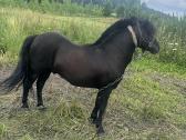 Parduodamas 8 metu poni eržiliukas - nuotraukos Nr. 3