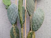 Kaktusas Opuncija opuntia vulgaris - nuotraukos Nr. 3