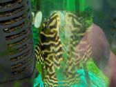 Parduodama žuvis Šamas L236 (Cracked Zebra pleco) - nuotraukos Nr. 2