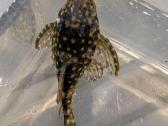 Parduodama žuvis Šamas L102 (Snowball Pleco) - nuotraukos Nr. 2