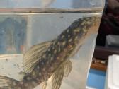Parduodama žuvis Šamas L102 (Snowball Pleco) - nuotraukos Nr. 3