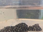 Parduodama žuvis Šamas L240 pleco (Vampire Pleco) - nuotraukos Nr. 2