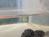 Parduodama žuvis Šamas L240 pleco (Vampire Pleco) - nuotraukos Nr. 3