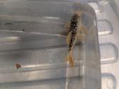 Parduodama žuvis Šamas L014 pleco (Goldie Pleco) - nuotraukos Nr. 2
