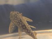 Parduodama žuvis Šamas L014 pleco (Goldie Pleco) - nuotraukos Nr. 3