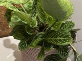 Parduodu maranta lemon, light veins, red veins