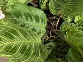 Parduodu maranta lemon, light veins, red veins - nuotraukos Nr. 2