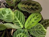 Parduodu maranta lemon, light veins, red veins - nuotraukos Nr. 3