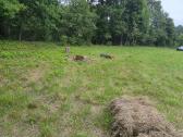 Kempingas Žvelsenų K., Prie Minijos - nuotraukos Nr. 3