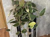 Hoya macrophylla - nuotraukos Nr. 2