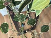 Hoya macrophylla - nuotraukos Nr. 3