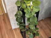 Hoya obovata