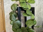 Hoya obovata - nuotraukos Nr. 2