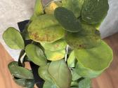 Hoya obovata - nuotraukos Nr. 3