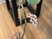 Hoya obovata - nuotraukos Nr. 4