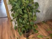 Philodendron hederaceum var