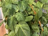 Philodendron hederaceum var - nuotraukos Nr. 2