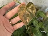 Philodendron hederaceum var - nuotraukos Nr. 3
