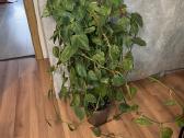 Philodendron hederaceum var - nuotraukos Nr. 4