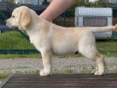 Labradoro retriverio berniukas - nuotraukos Nr. 10