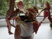 Begonia Maculata - nuotraukos Nr. 2