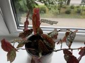 Begonia Maculata - nuotraukos Nr. 3