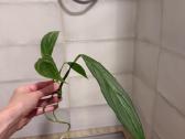Epipremnum Amplissimum Silver Stripe - nuotraukos Nr. 2
