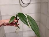 Epipremnum Amplissimum Silver Stripe - nuotraukos Nr. 3