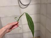 Epipremnum Amplissimum Silver Stripe - nuotraukos Nr. 4