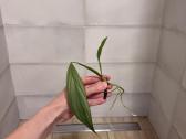 Epipremnum Amplissimum Silver Stripe - nuotraukos Nr. 5