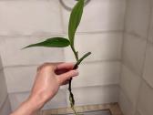 Epipremnum Amplissimum Silver Stripe - nuotraukos Nr. 6
