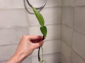 Epipremnum Amplissimum Silver Stripe - nuotraukos Nr. 7