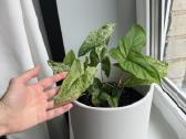 Syngonium mohito - nuotraukos Nr. 2