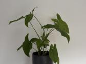 Syngonium mohito - nuotraukos Nr. 3