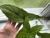 Syngonium mohito - nuotraukos Nr. 4