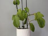 Philodendron squamiferum - nuotraukos Nr. 2