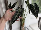 Alocasia bambino