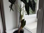 Alocasia bambino - nuotraukos Nr. 2