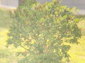 Vintažiniai japoniški žiūronai Alpha 7x35 - nuotraukos Nr. 6