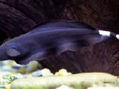 Apteronotus albifrons Juodas peilis