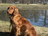 Vokiečių Spanieliai - Wachtelhund - nuotraukos Nr. 7