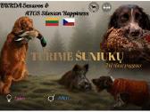 Vokiečių Spanieliai - Wachtelhund - nuotraukos Nr. 6