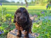 Cockapoo. Yra video - nuotraukos Nr. 3